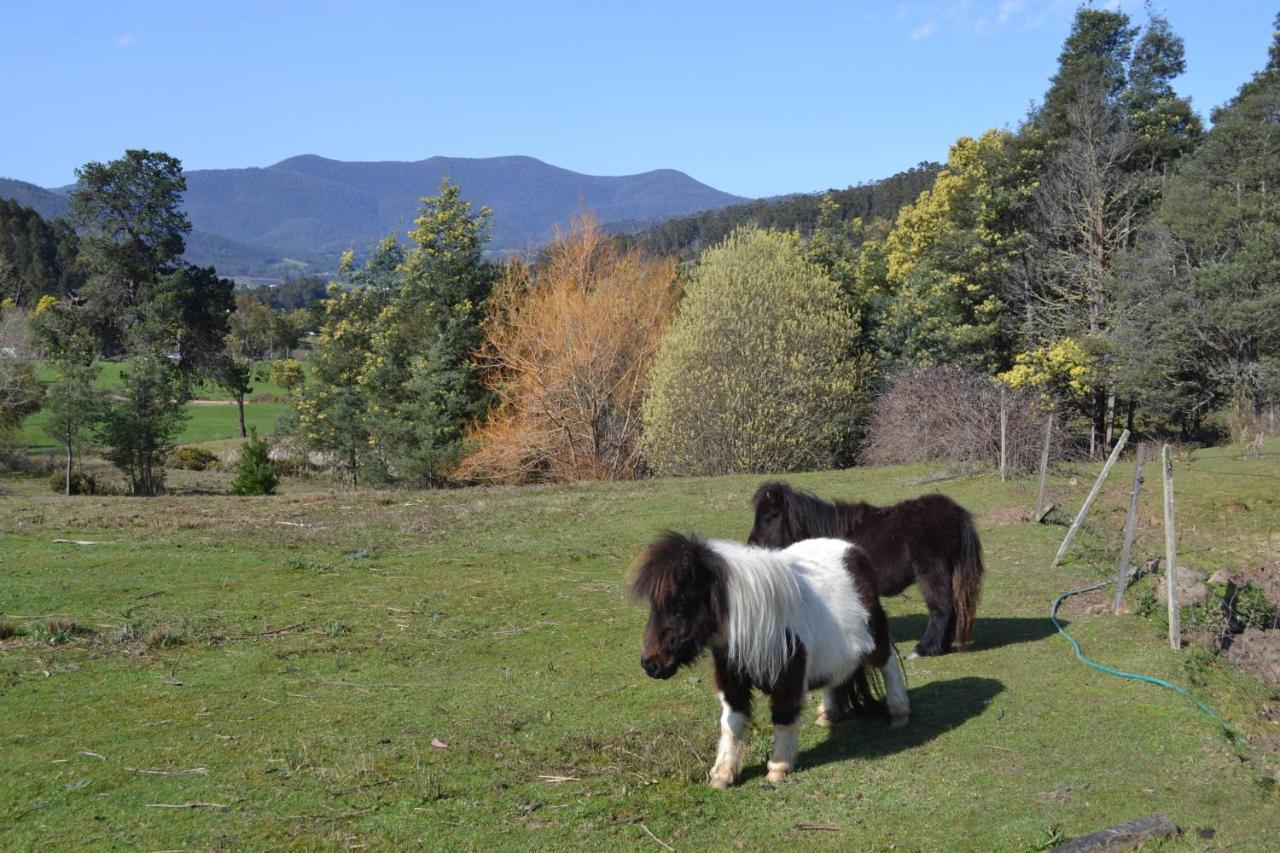 Whispering Spirit Holiday Cottages & Mini Ponies Franklin Buitenkant foto